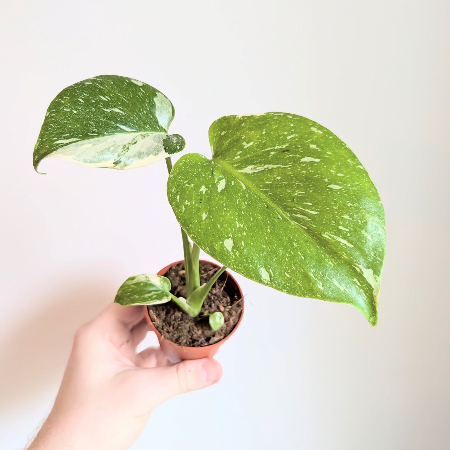 Monstera Deliciosa 'Thai Constellation'