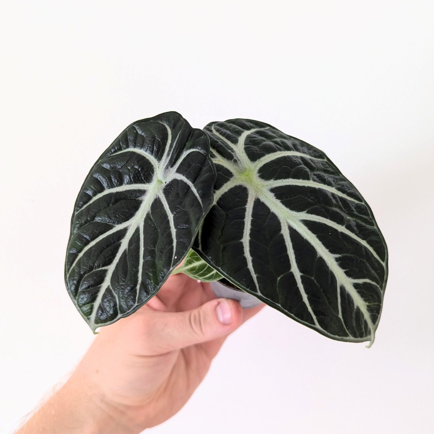 Alocasia Reginula 'Ninja'