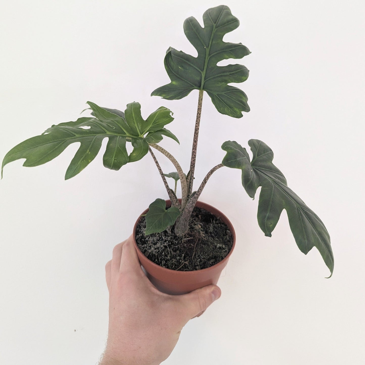 Alocasia Pink Passion. Tropical house plant. 