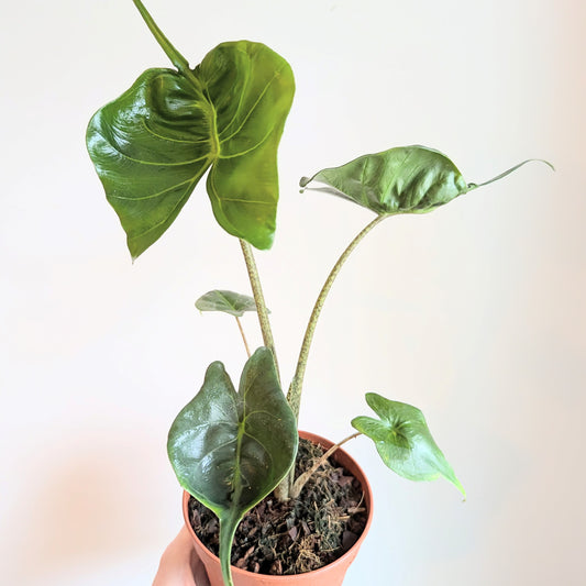 Alocasia Stingray. 