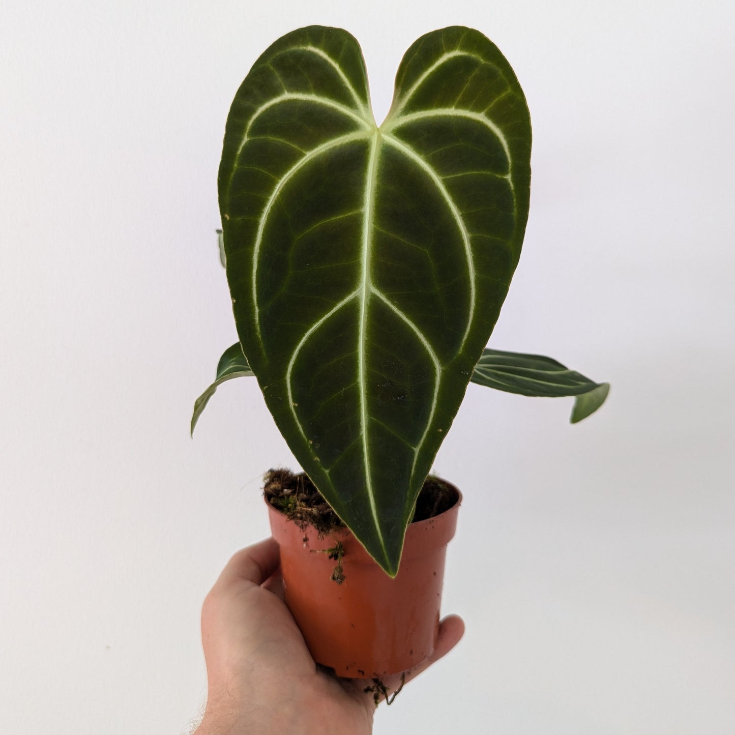 Anthurium Regale