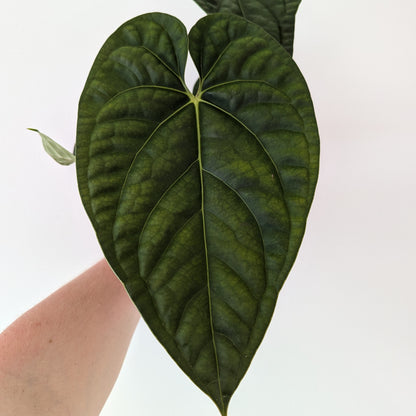 Anthurium Regale x Luxurians