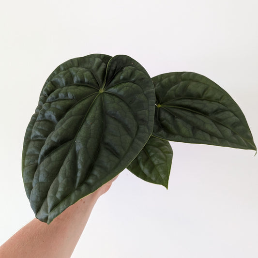 Anthurium Regale x Luxurians