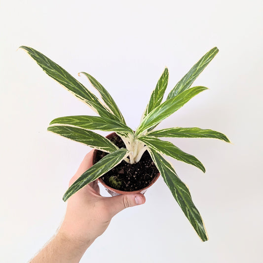 Aglaonema 'Bamboo'