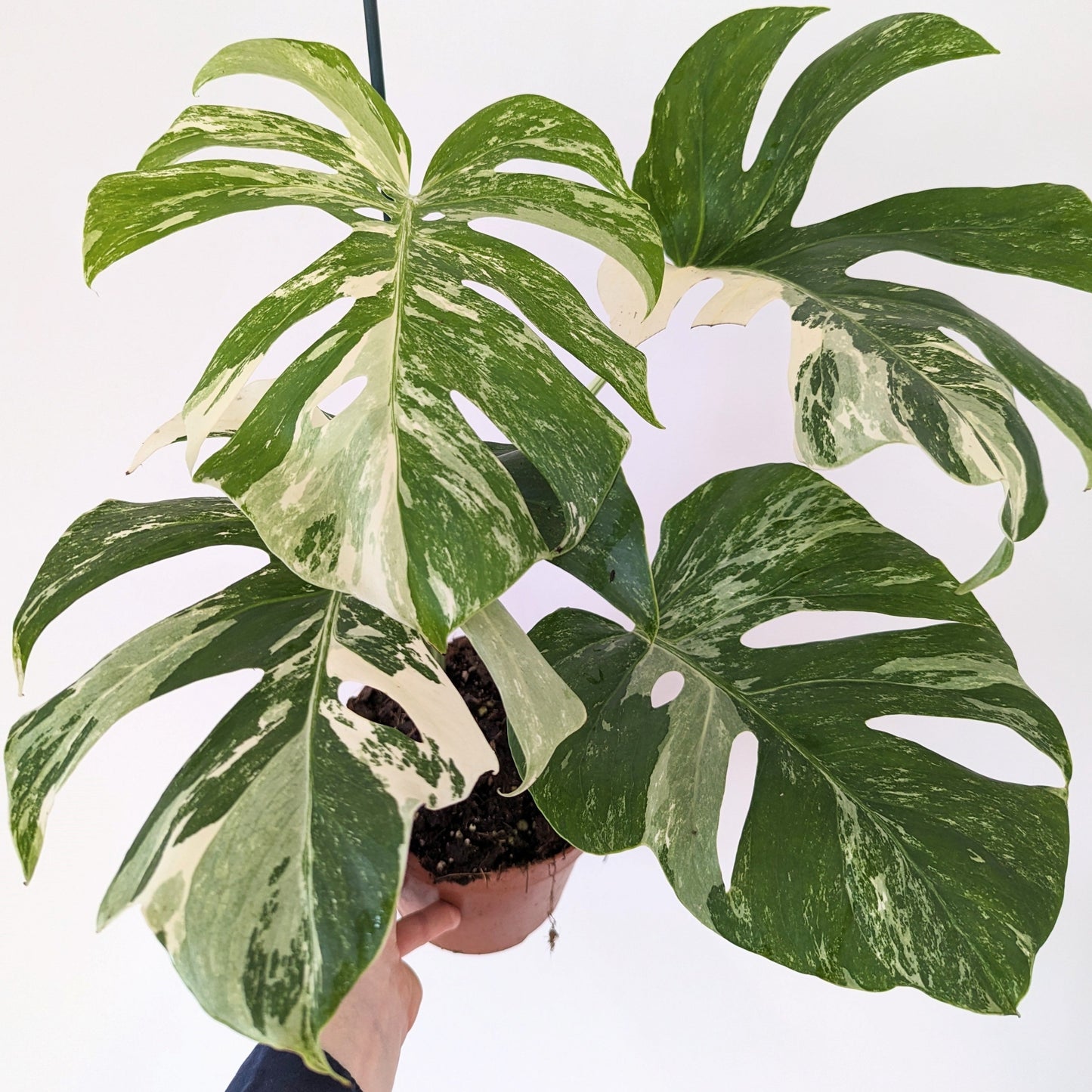 Monstera Deliciosa Variegated. Monstera Albo. Variegated Monstera.