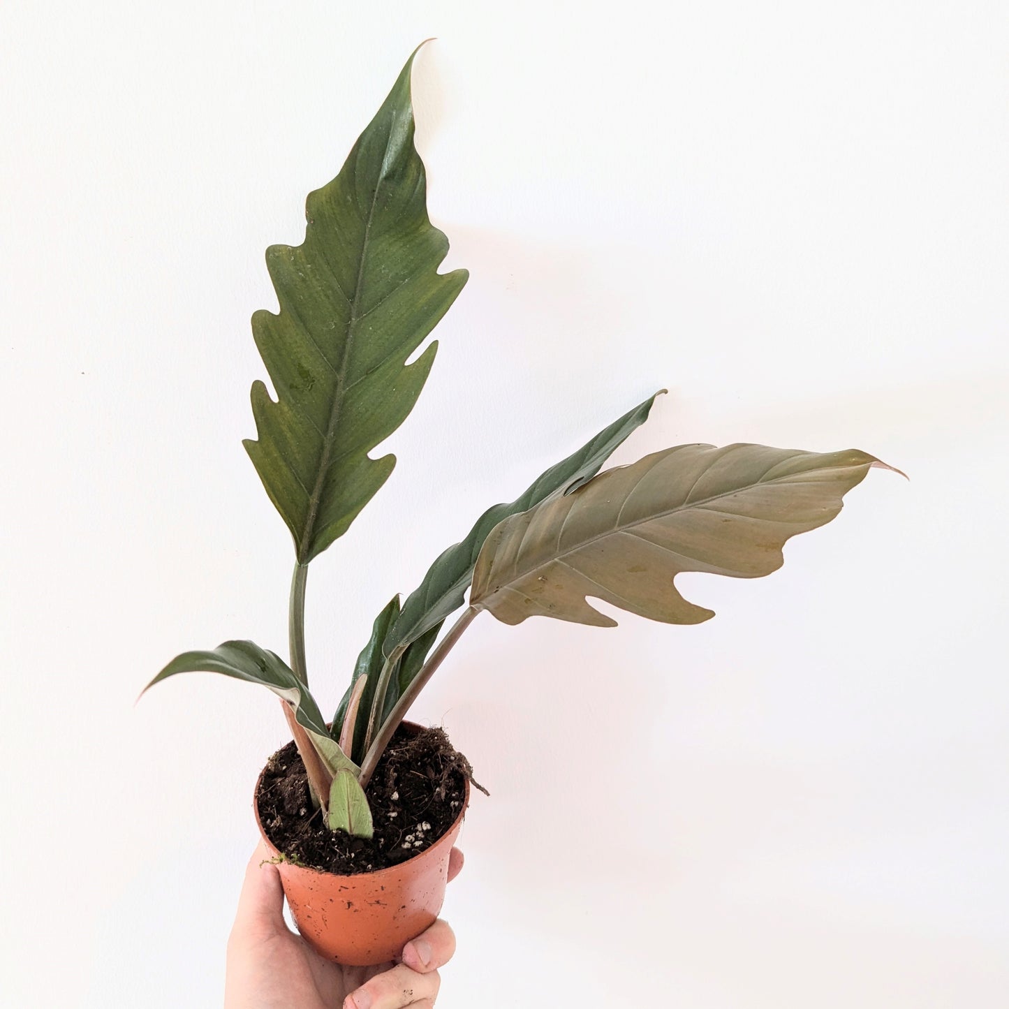 Philodendron Bipinnatifidum 'Choco Empress'