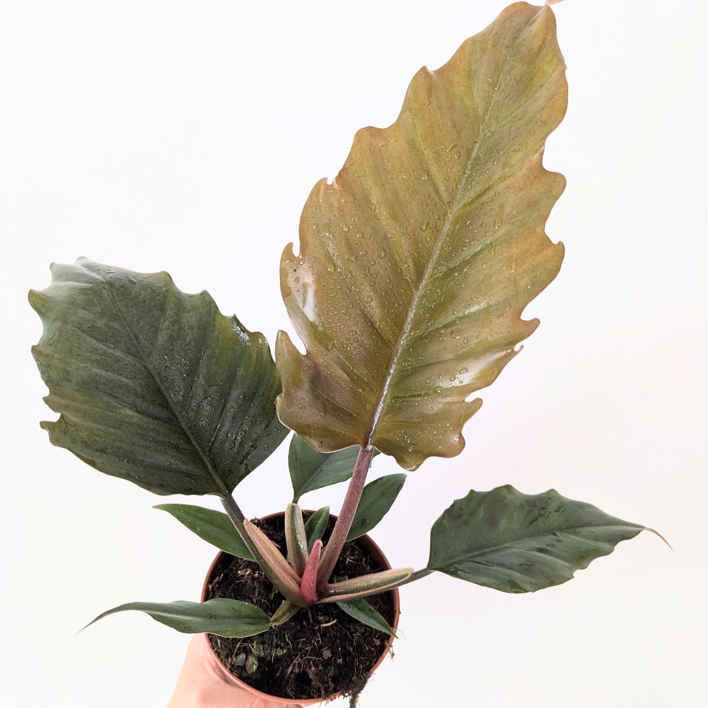 Philodendron Bipinnatifidum 'Choco Empress'