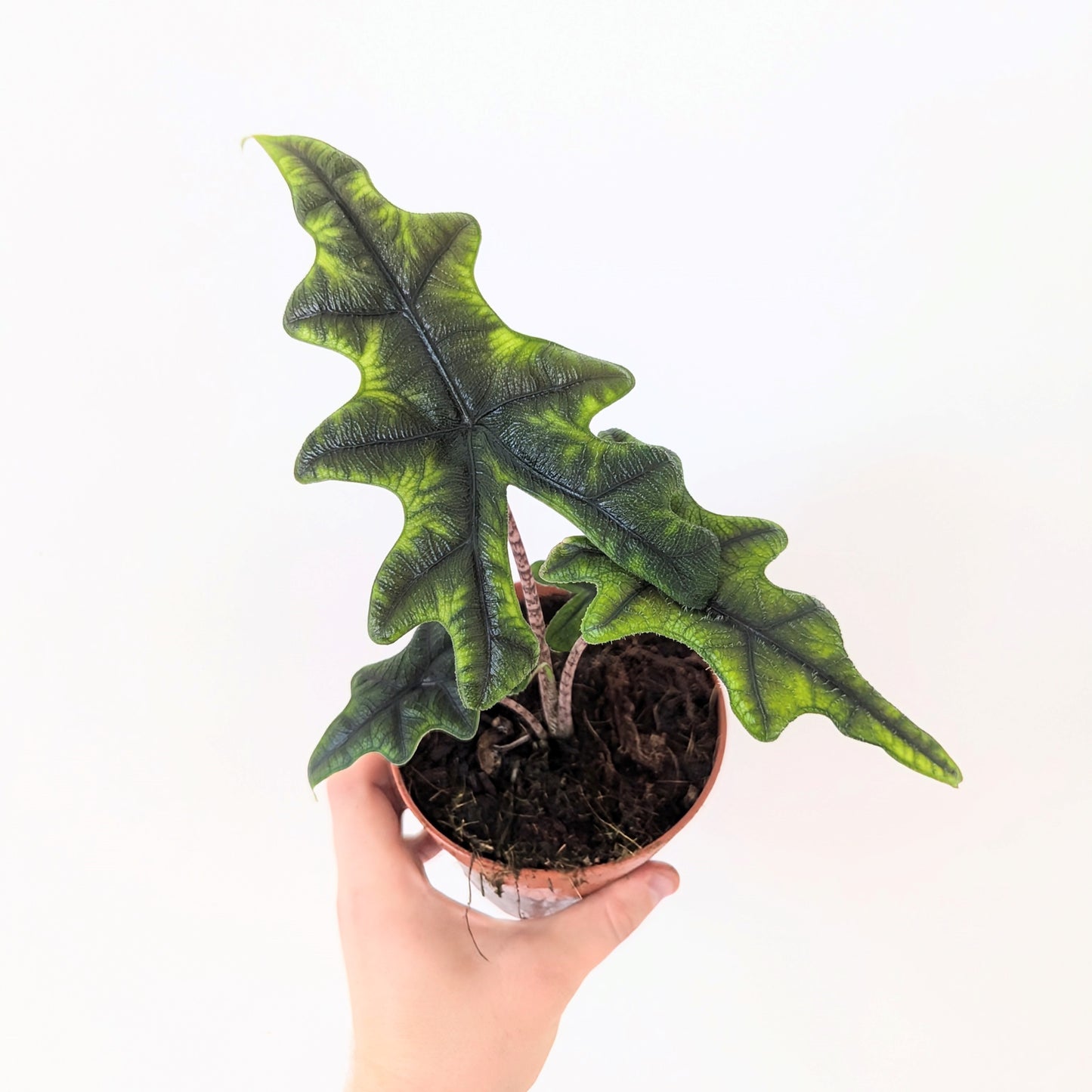 Alocasia 'Jacklyn'