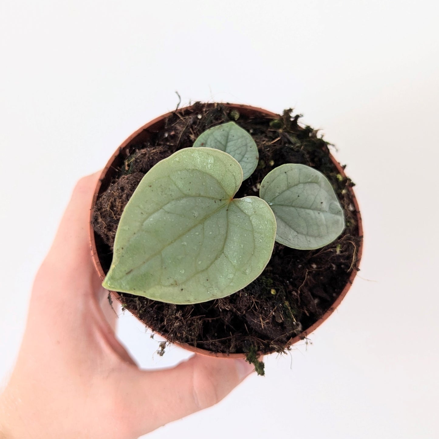 Anthurium Luxurians 'Platinum'