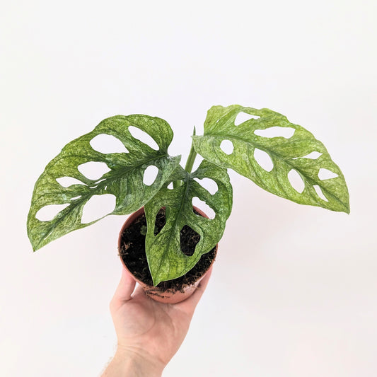 Monstera Adansonii 'European Mint'