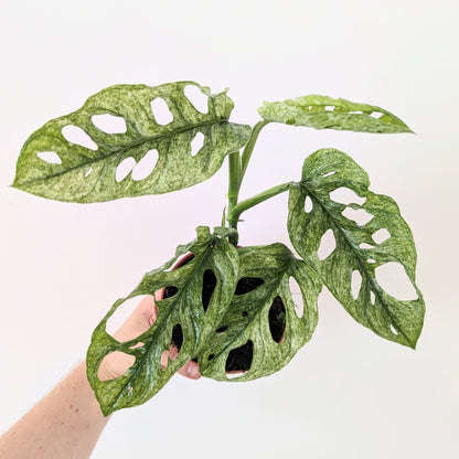 Monstera Adansonii 'European Mint'