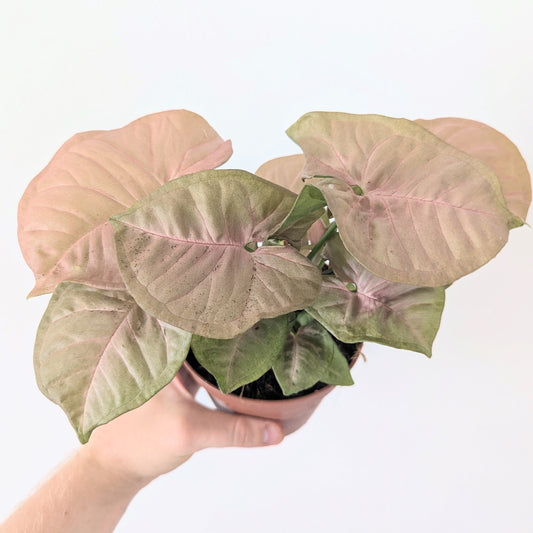 Syngonium Podophyllum 'Neon'