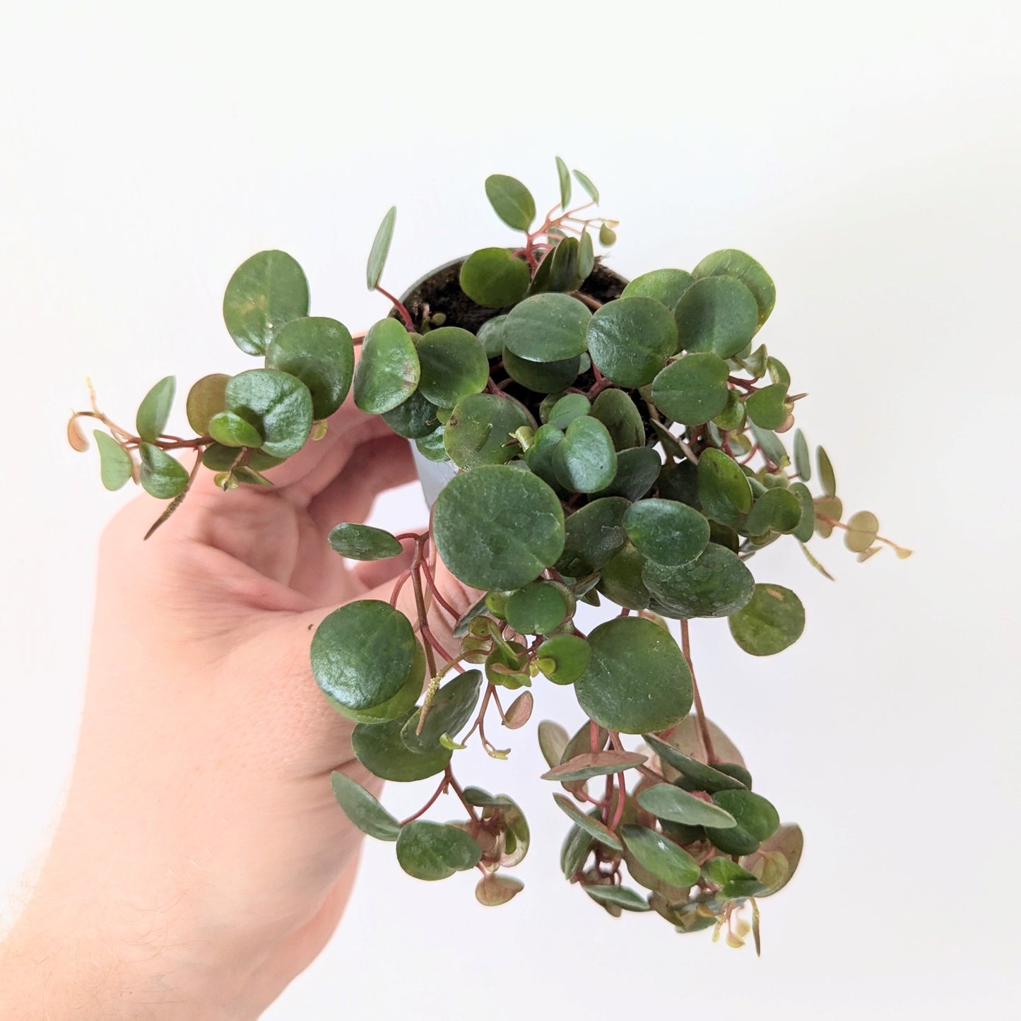 Peperomia Pepperspot 'String of Coins'