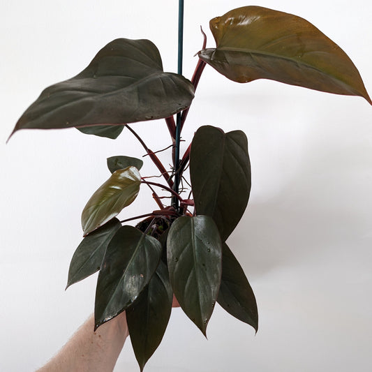 Philodendron Dark Lord. Philodendron plant. Tropical plant.