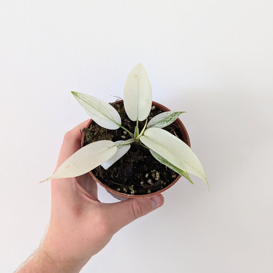 Philodendron Florida Ghost