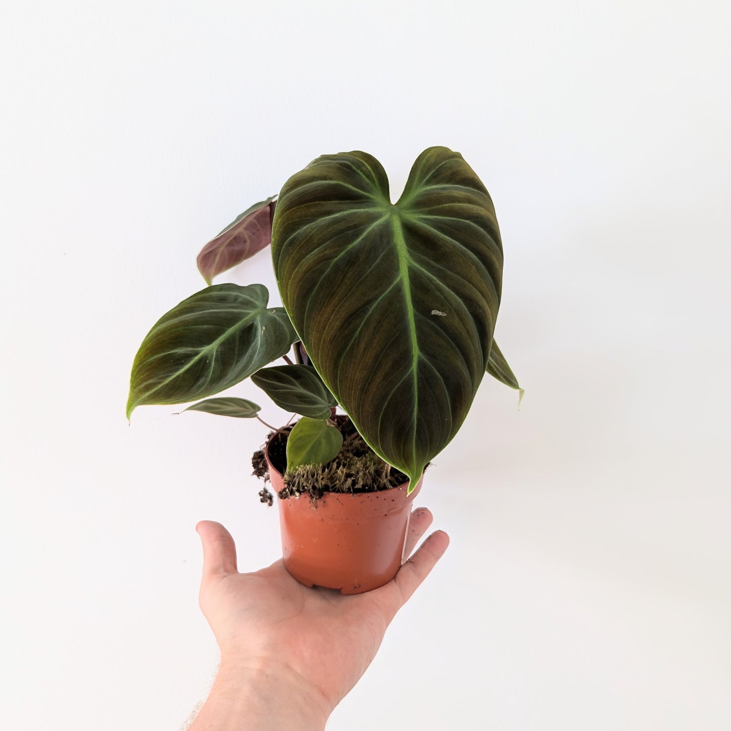 Philodendron El Choco Red.