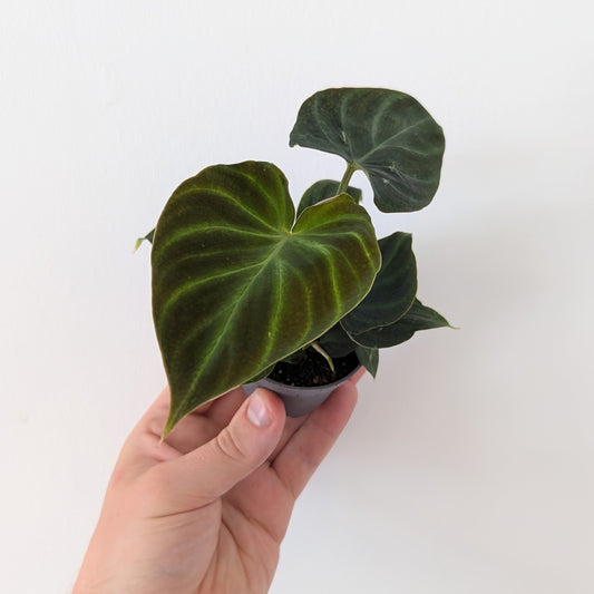 Philodendron Verrucosum