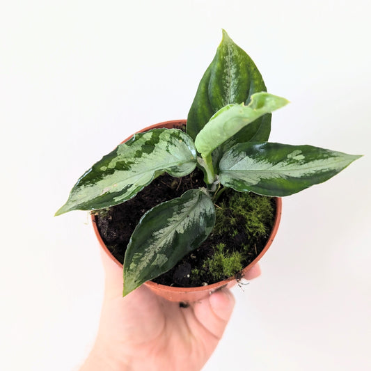 Aglaonema Pictum 'Bicolor'