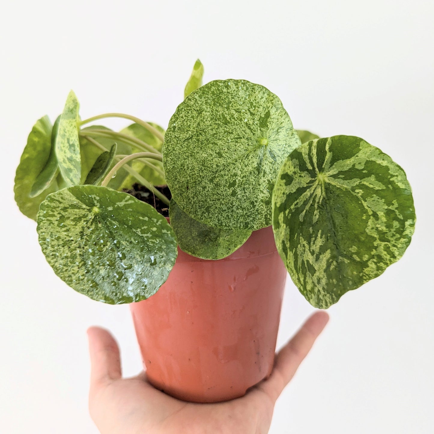 Pilea Peperomioides 'Mojito'