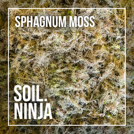 Sphagnum Moss. house plant moss. plant moss.