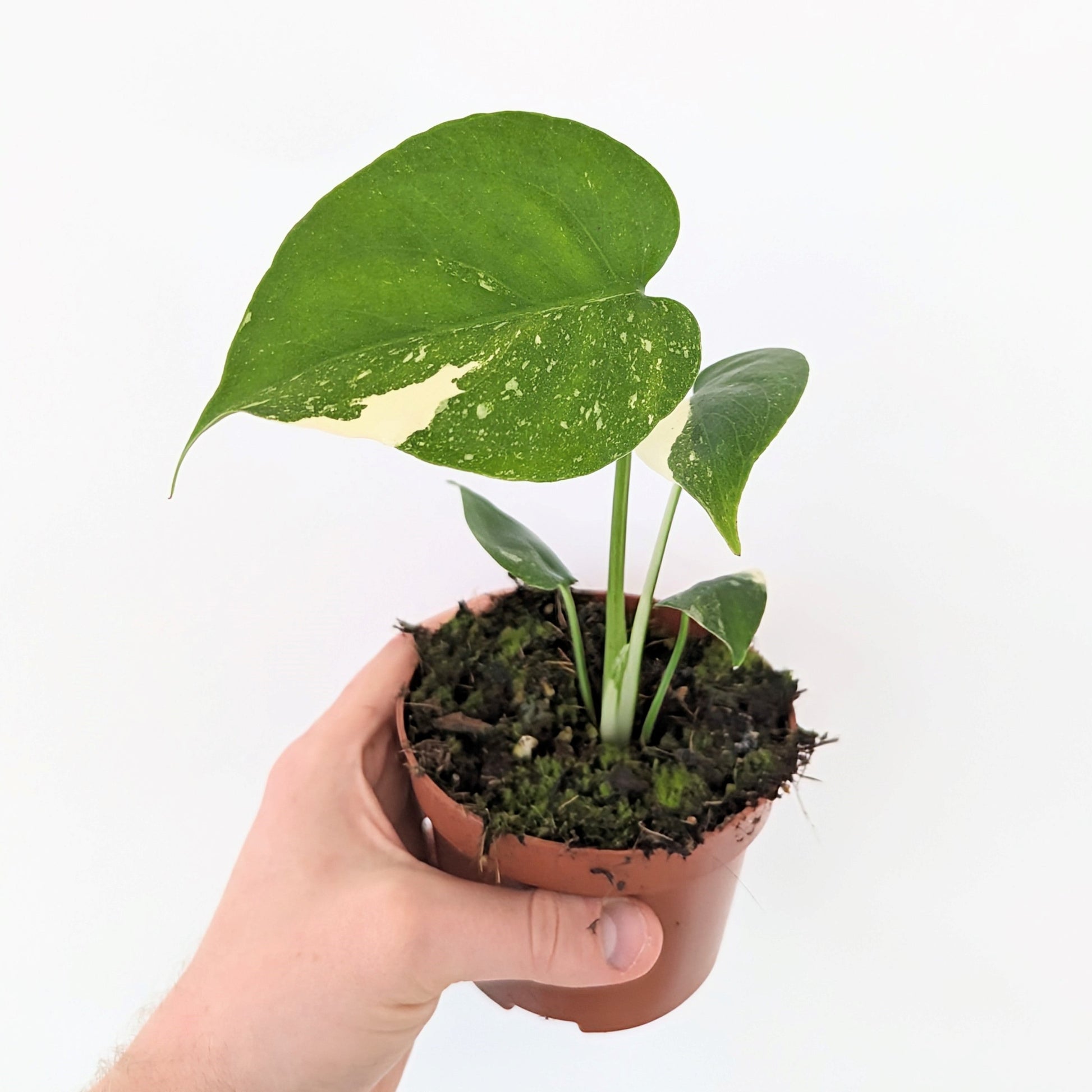 Monstera Thai Constellation. 10.5cm pot size. Monstera plant.