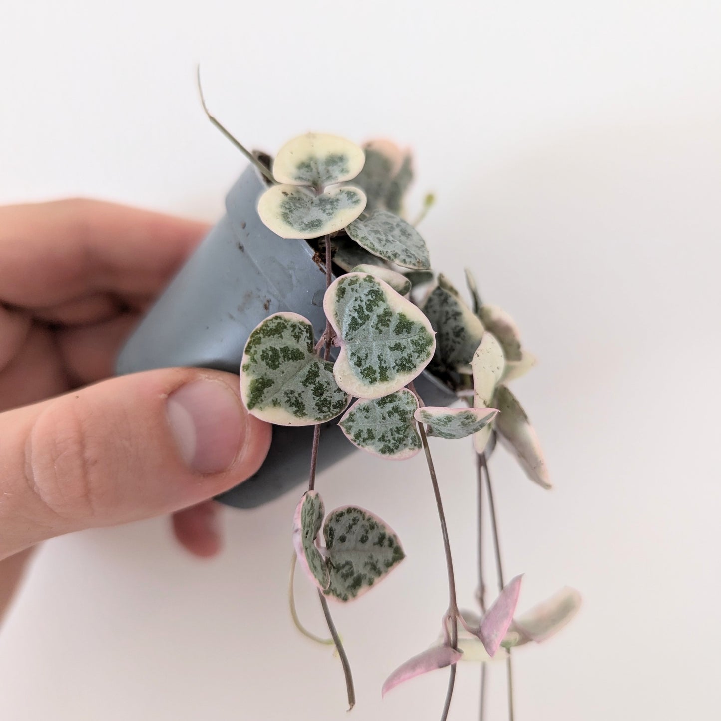 Ceropegia woodii - Variegated String of Hearts