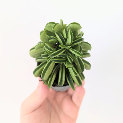 Peperomia Rotundifolia 'Fire Sparks'