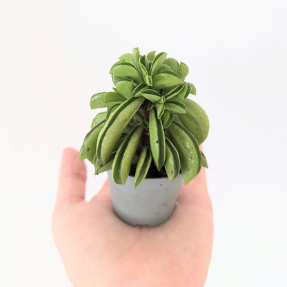 Peperomia Rotundifolia 'Fire Sparks'