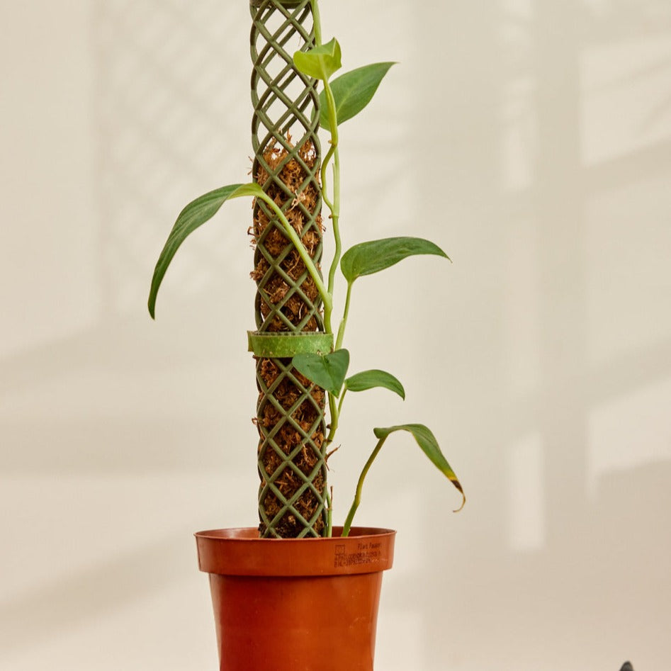 Green plant moss pole. Climbing indoor plant.