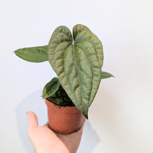 Anthurium Papillilaminum x Luxurians