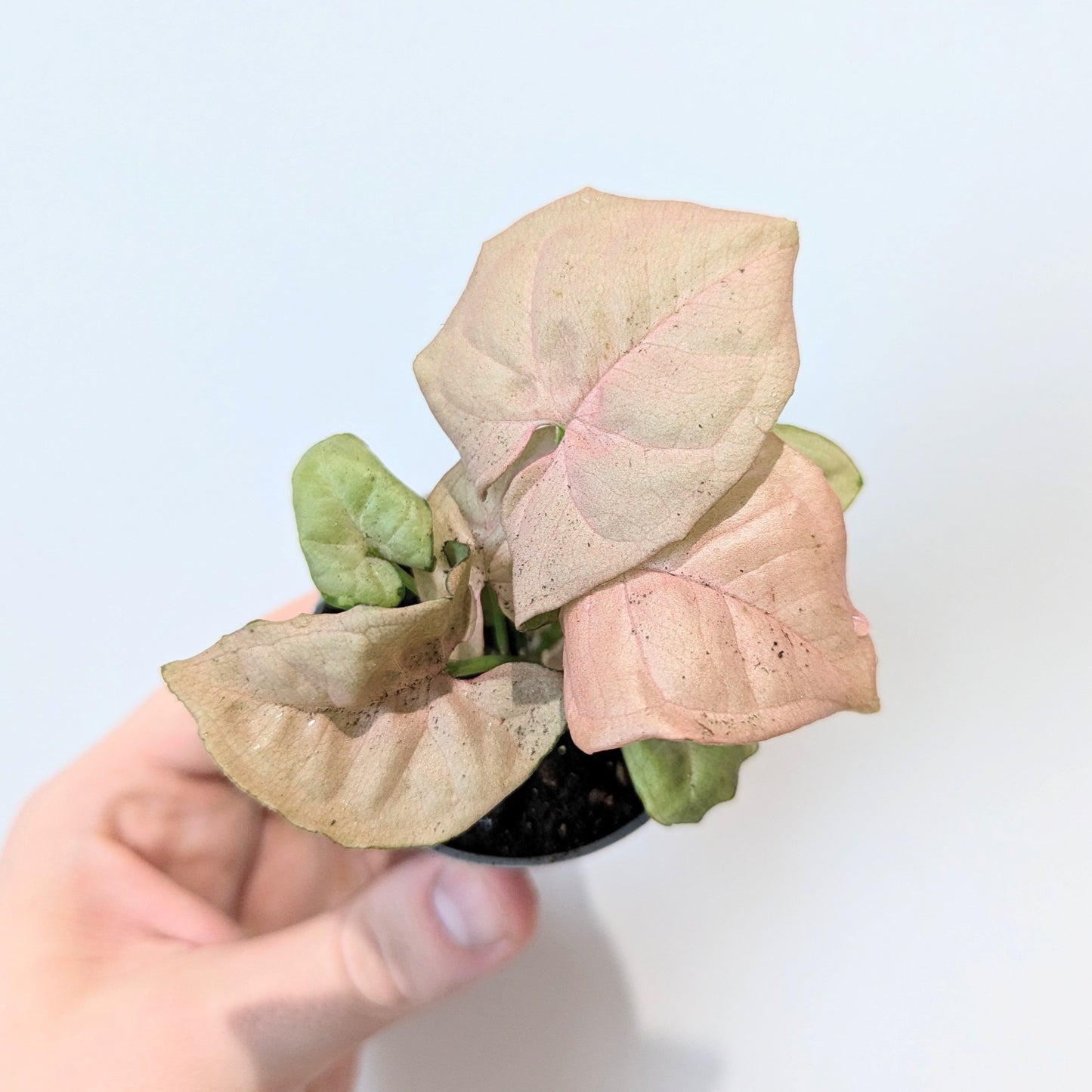 Syngonium Podophyllum 'Neon'