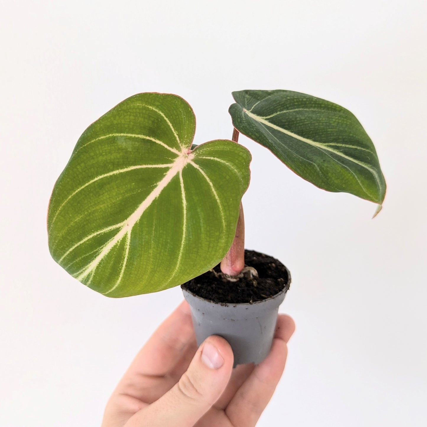 Philodendron Gloriosum