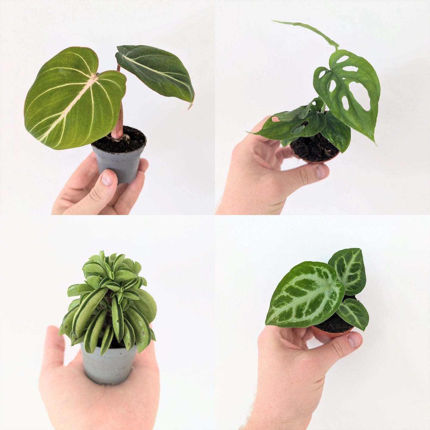 Tiny Plant Bundle