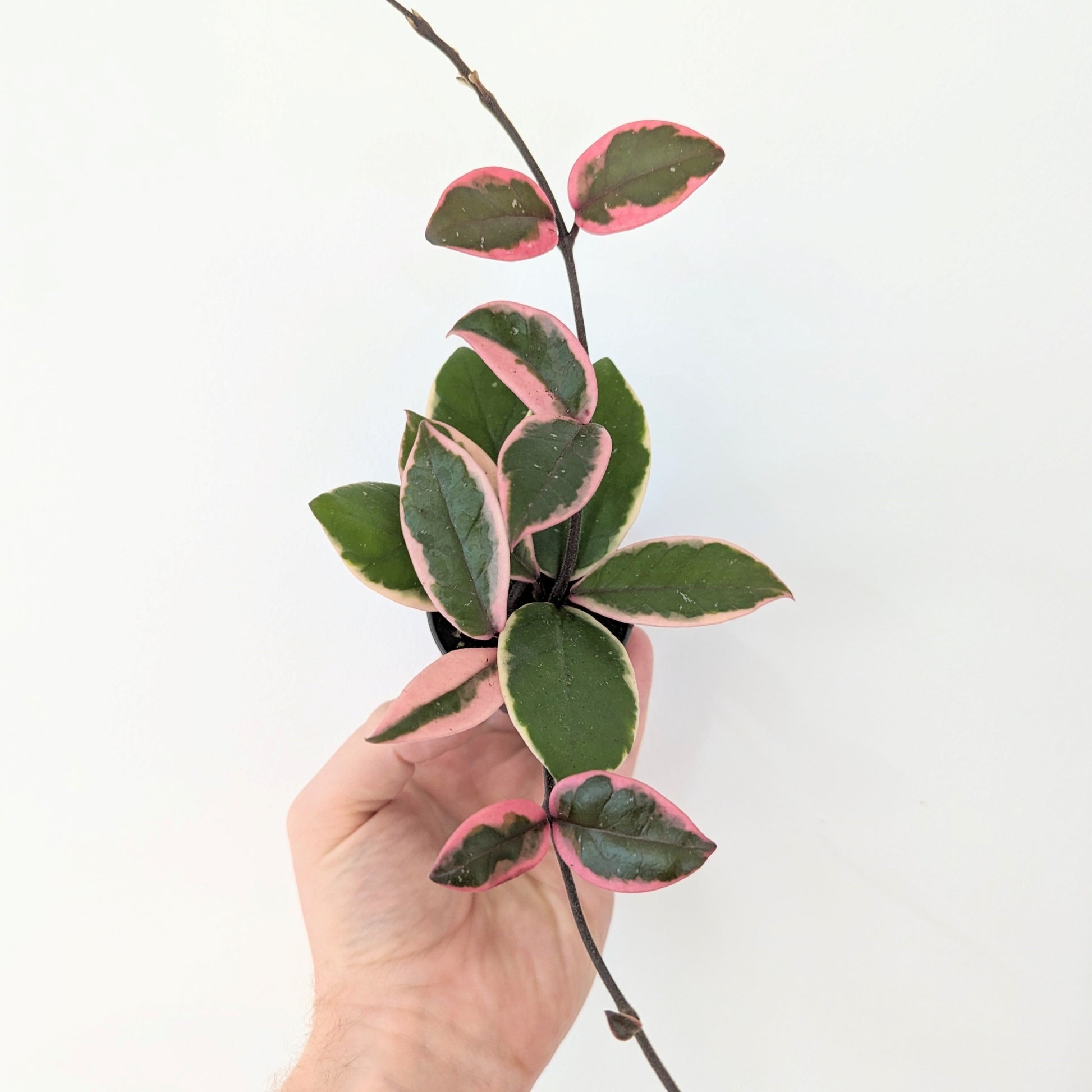 Hoya Carnosa Tricolor Flamingo Dream. Hoya house plant.