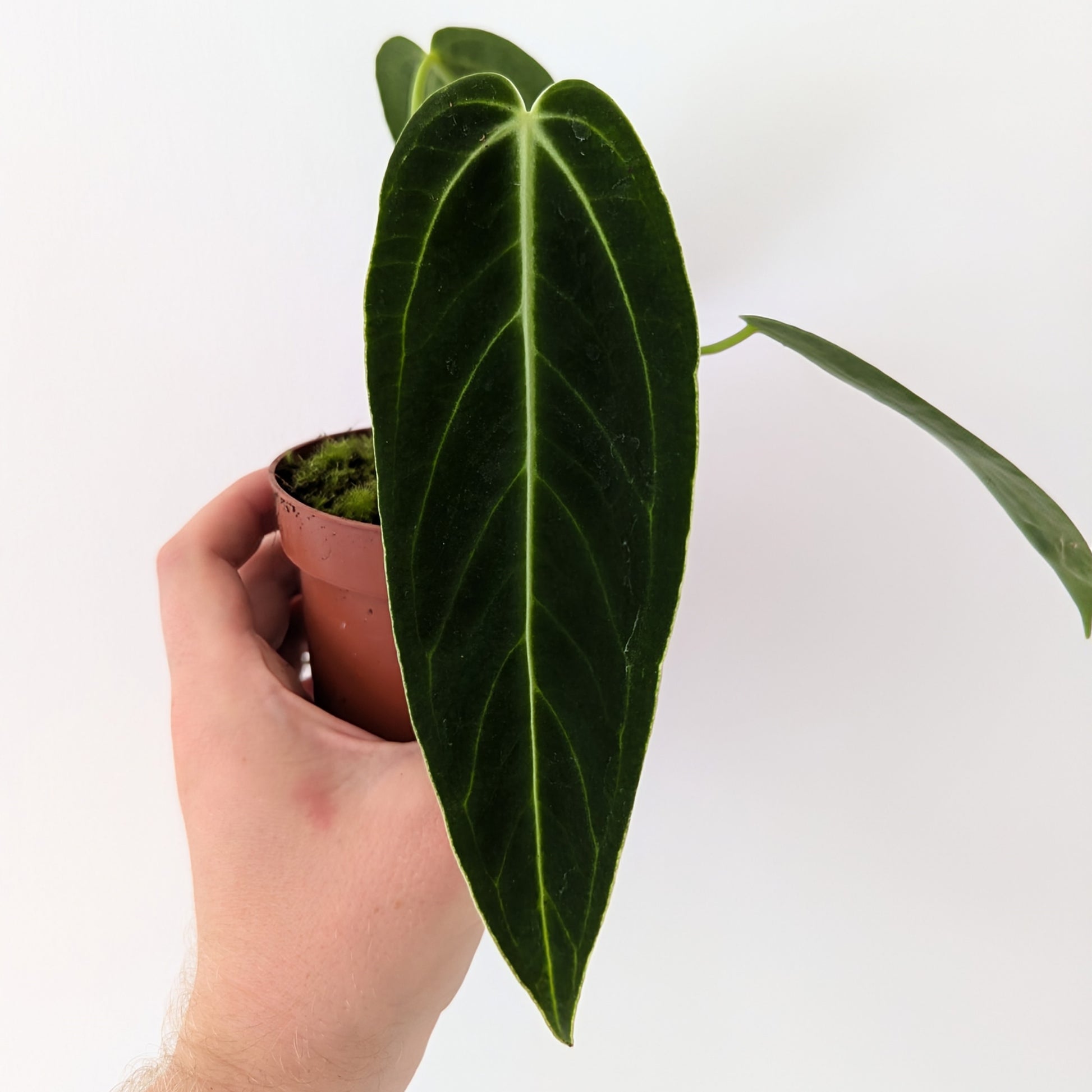 Anthurium Warocqueanum x Waterburyanum. Rare indoor plant.