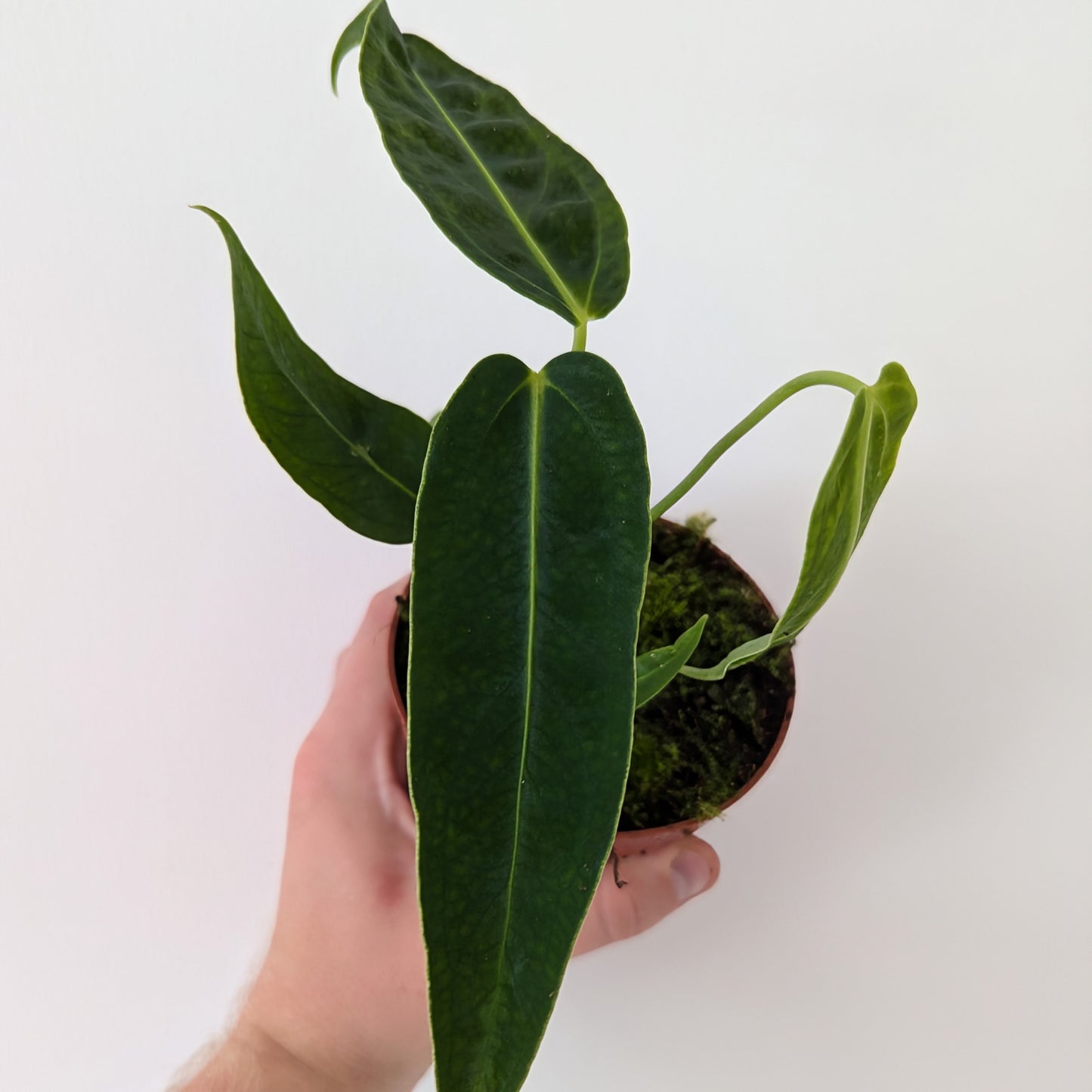 Anthurium Warocqueanum x Waterburyanum. Rare indoor plant.